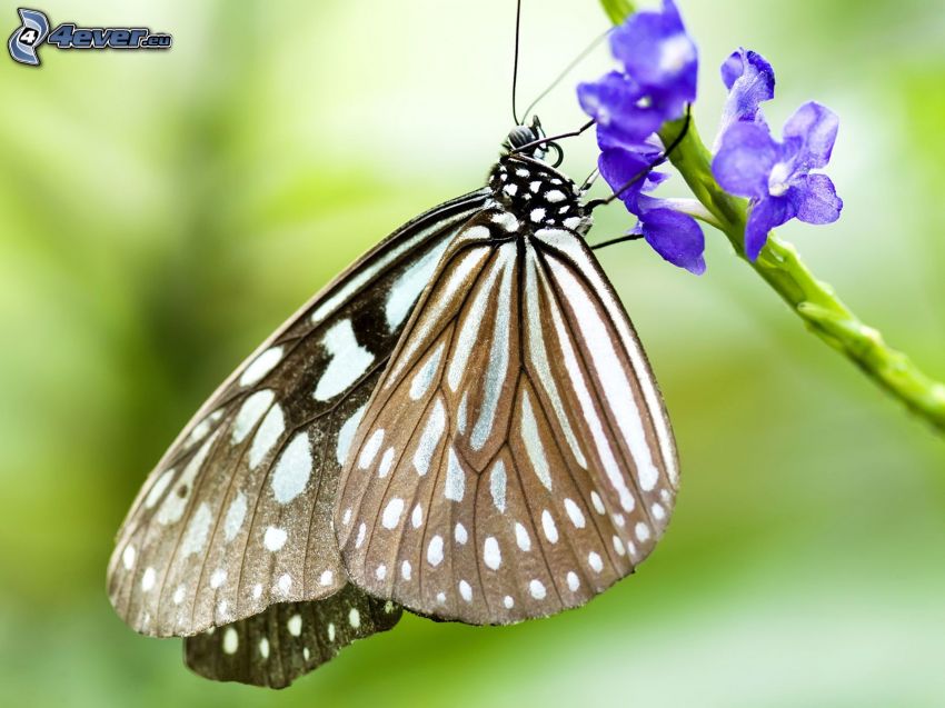 motýľ na kvete, modrý kvietok