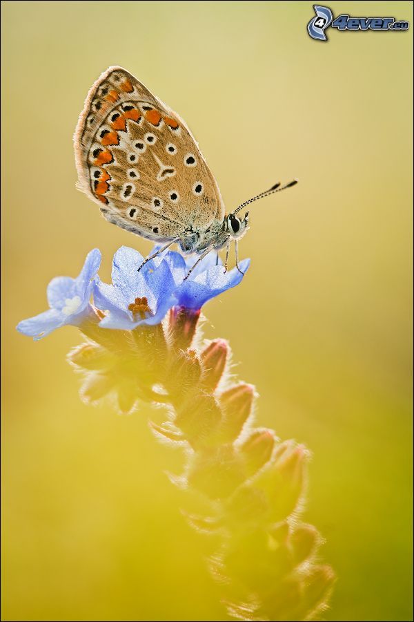 motýľ na kvete, modrý kvietok