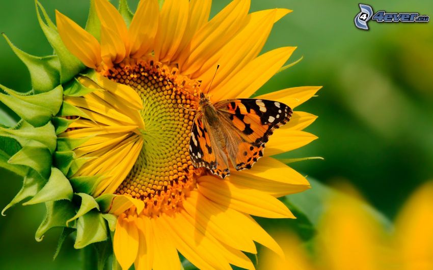 motýľ na kvete, slnečnica