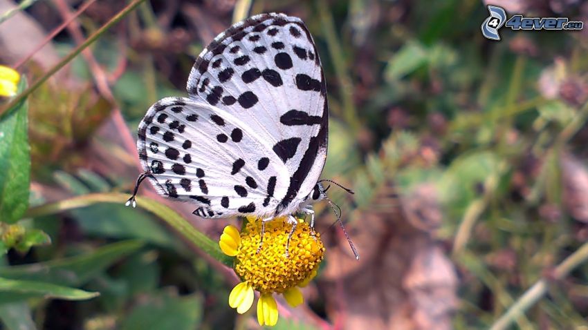 motýľ na kvete, žltý kvet