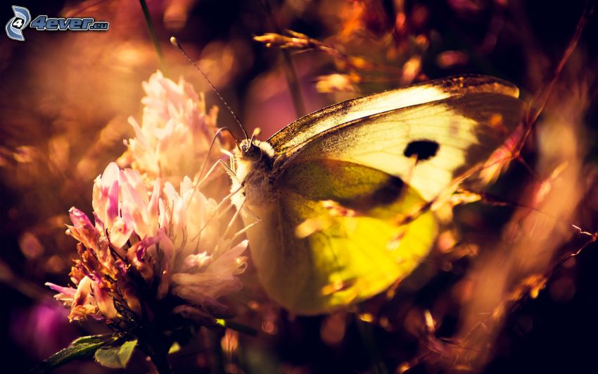 motýľ na kvete