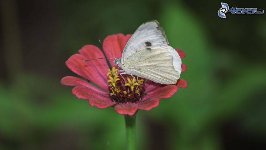 motýľ na kvete