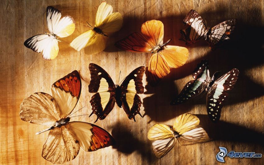 motýle