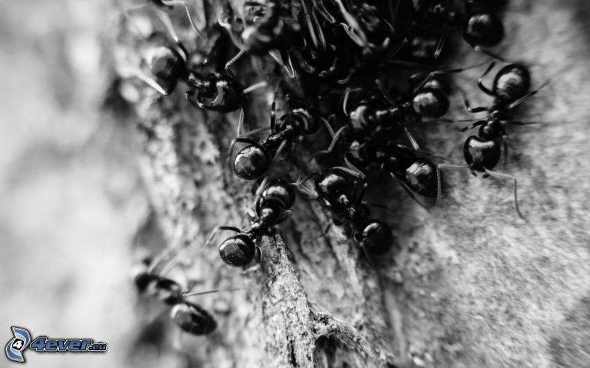 mravce, čiernobiela fotka