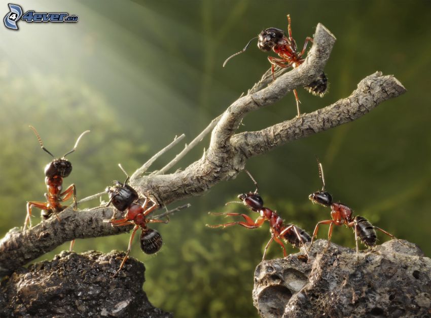 mravce, drevo