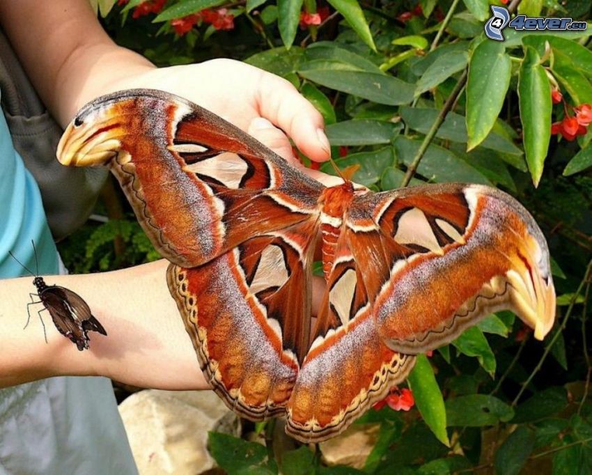 obrovský motýľ