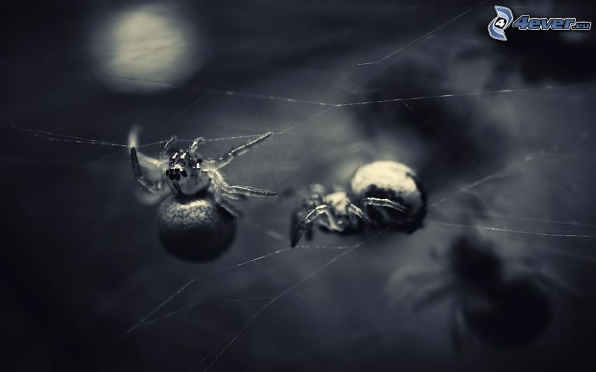 pavúky