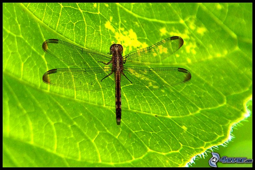 vážka, zelený list