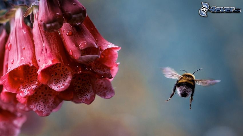 včela, kvet