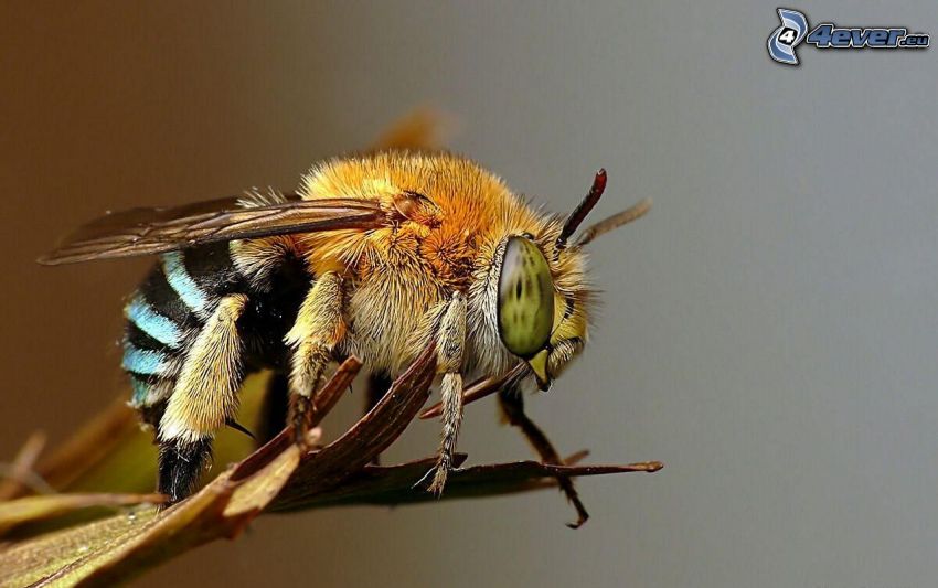 včela, makro