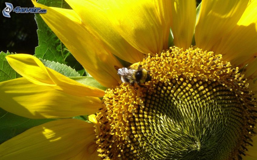 včela, slnečnica