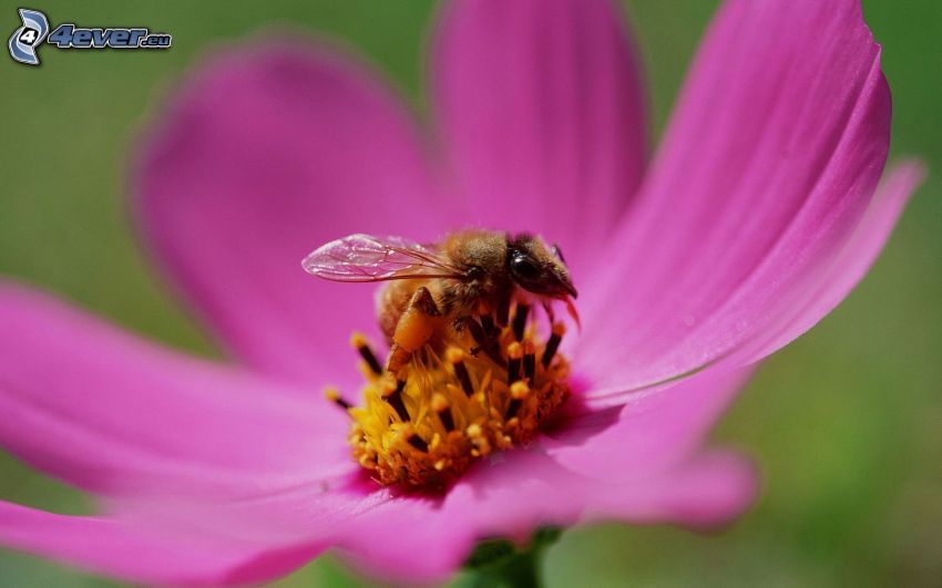 včela na kvete, fialový kvet, makro