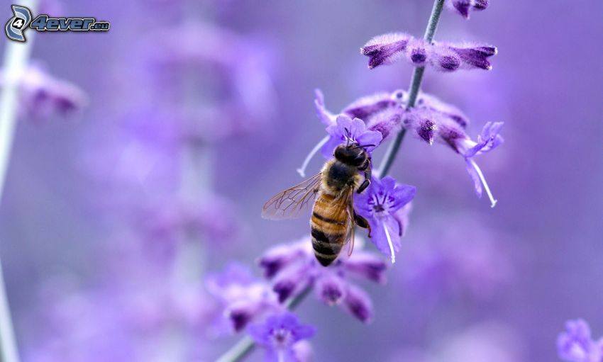 včela na kvete, fialový kvet