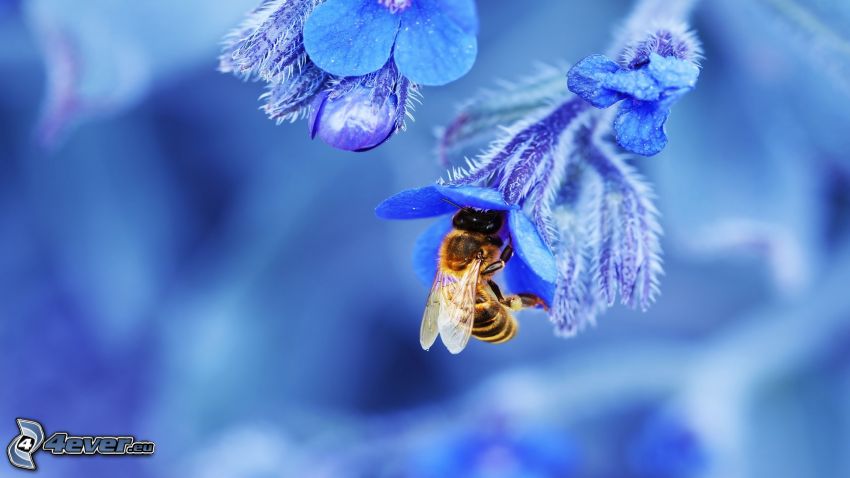 včela na kvete, modrý kvietok