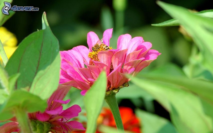 včela na kvete, ružový kvet