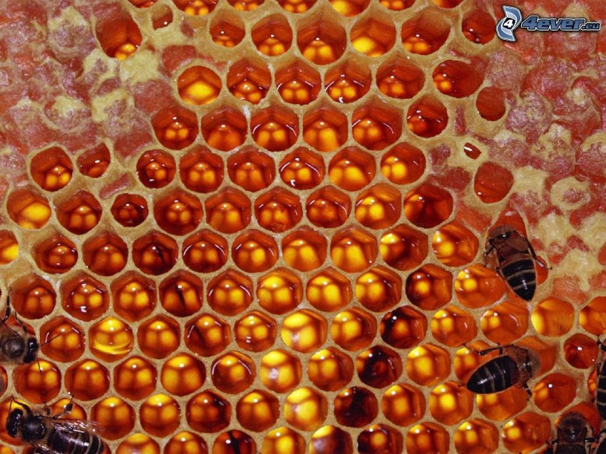 včelí vosk, včely