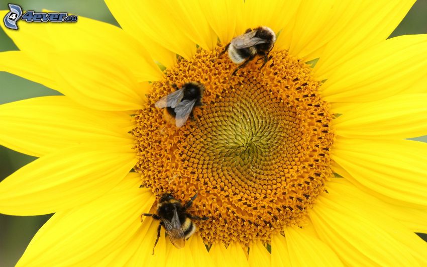 včely, slnečnica