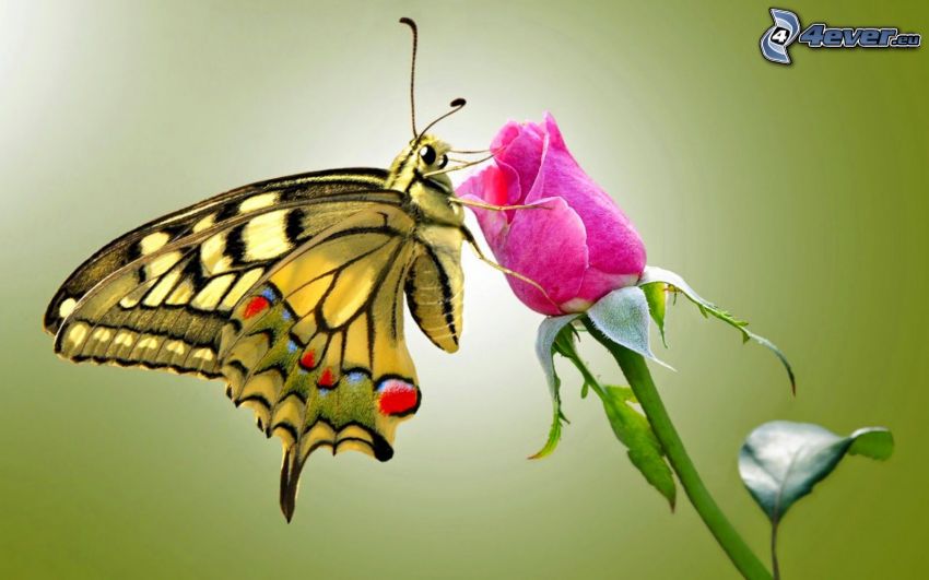 Vidlochvost, motýľ na kvete, ružová ruža