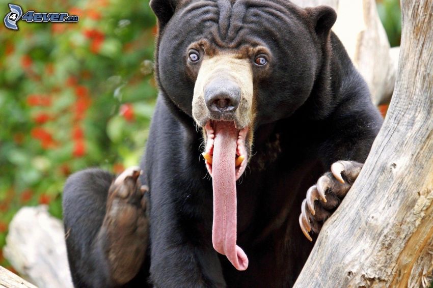 hnedý medveď, dlhý jazyk