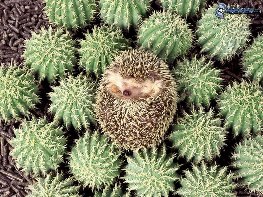 ježko, kaktus