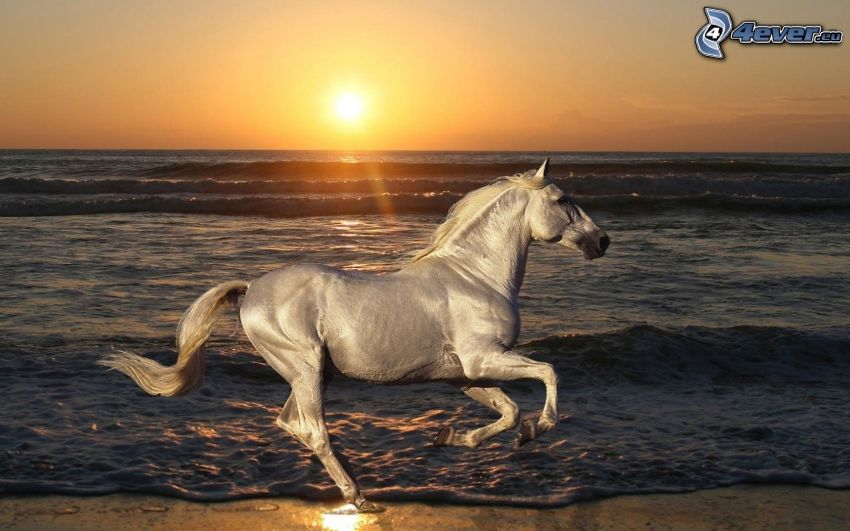 biely kôň, beh, pláž pri západe slnka, západ slnka nad morom
