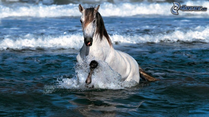 biely kôň, more
