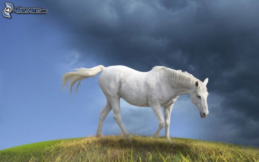 biely kôň, mraky