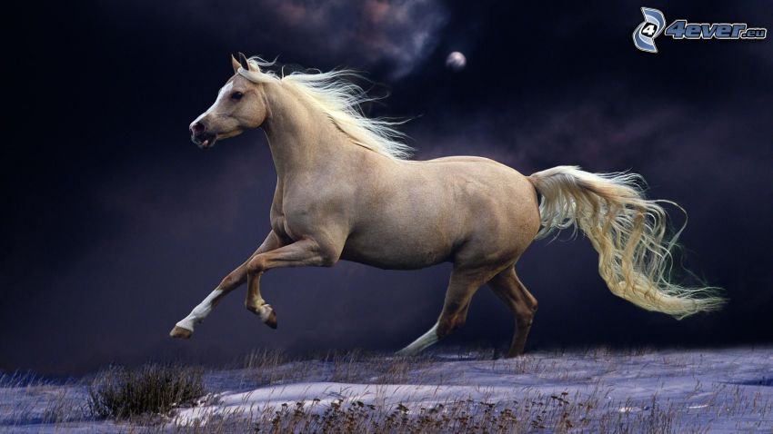 biely kôň, noc, bežiaci kôň