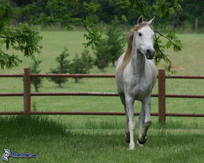 biely kôň, ohrada, tráva