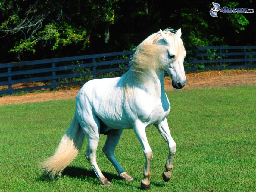 biely kôň, tráva, ohrada