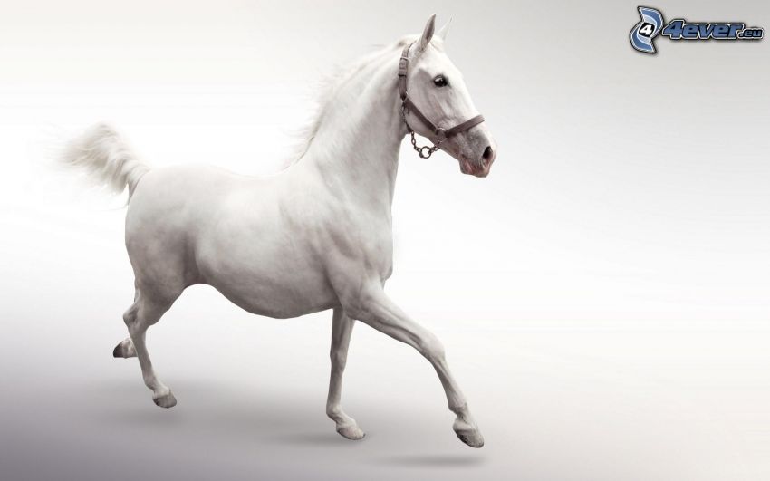 biely kôň