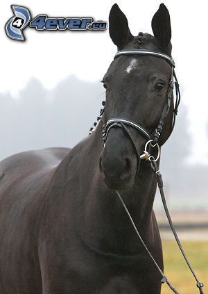 čierny kôň