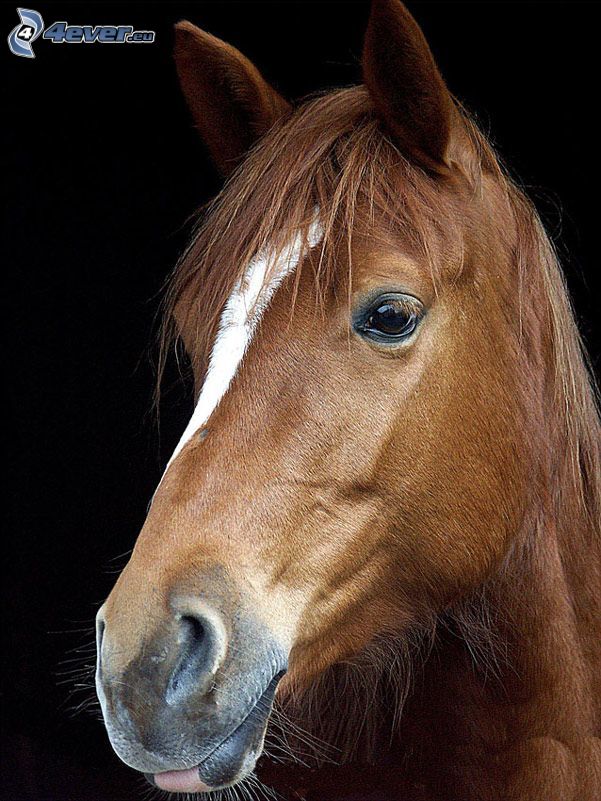 hnedý kôň, konská hlava