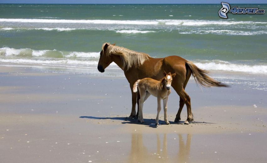 kone na pláži, hnedé kone, žriebä, piesočná pláž, more