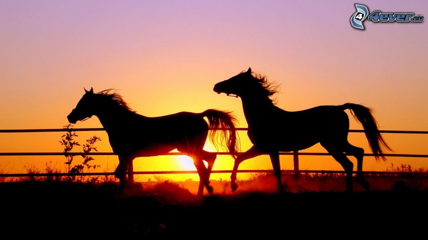 siluety koní, oranžový západ slnka