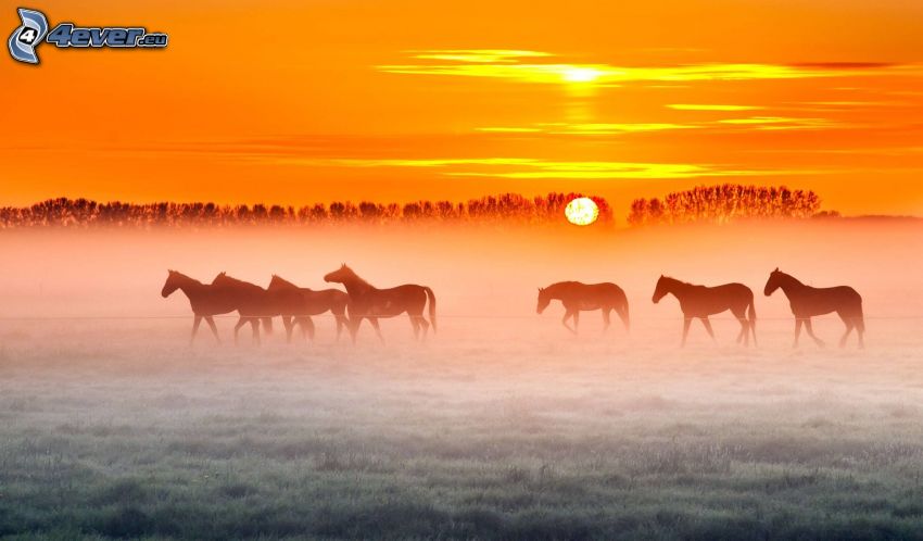 siluety koní, východ slnka