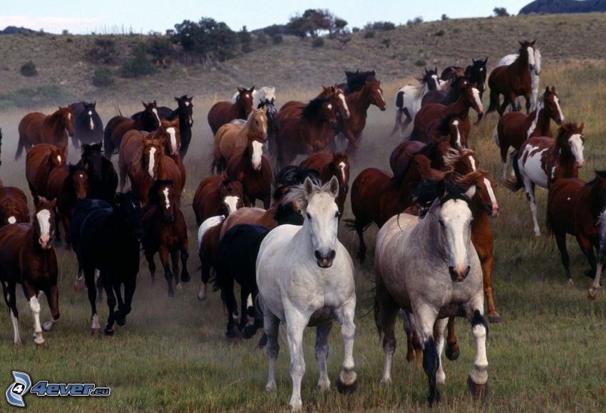 stádo koní, beh, hnedé kone, biele kone, čierne kone