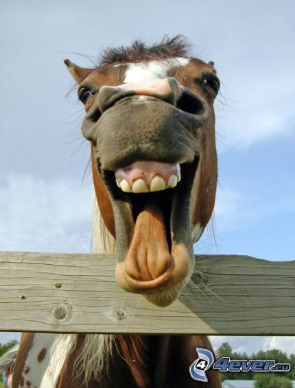 veselý kôň, zuby, jazyk, úsmev