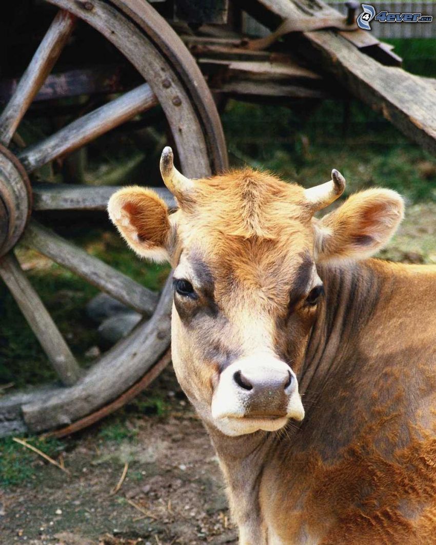 krava, starý drevený voz