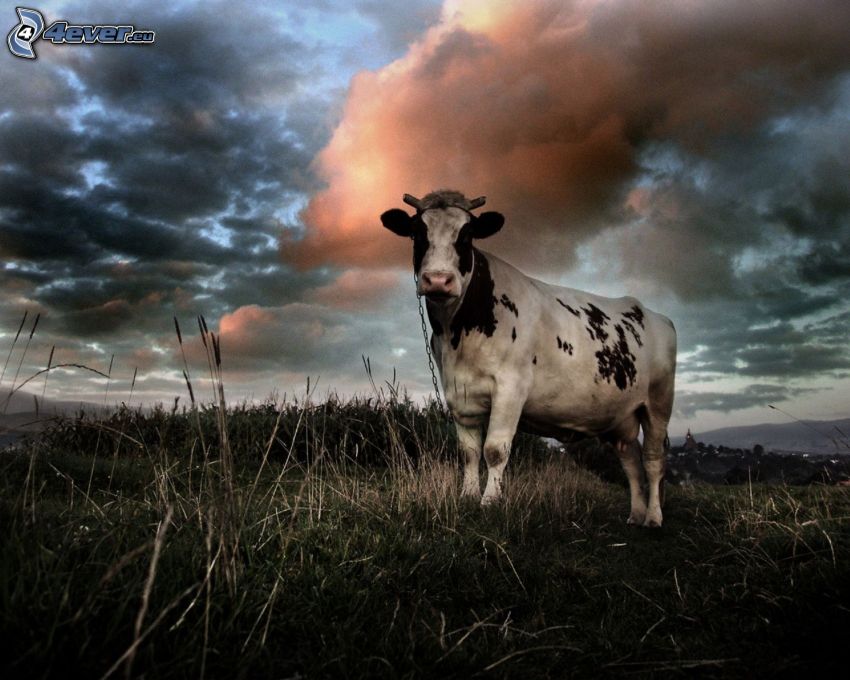 krava, suchá tráva