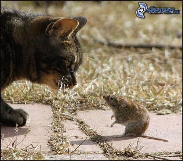 mačka a myš