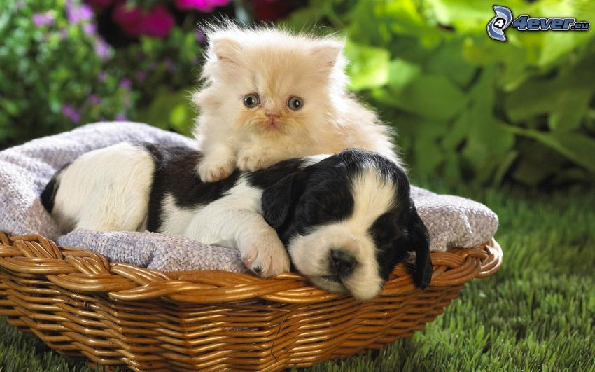 mačka a pes, šteniatko, malé biele mačiatko