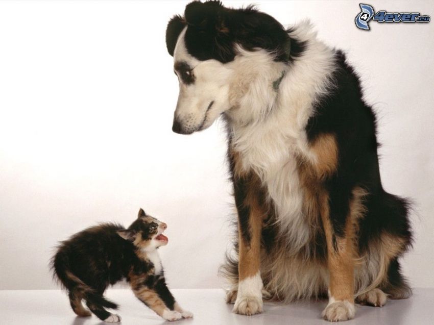 mačka a pes
