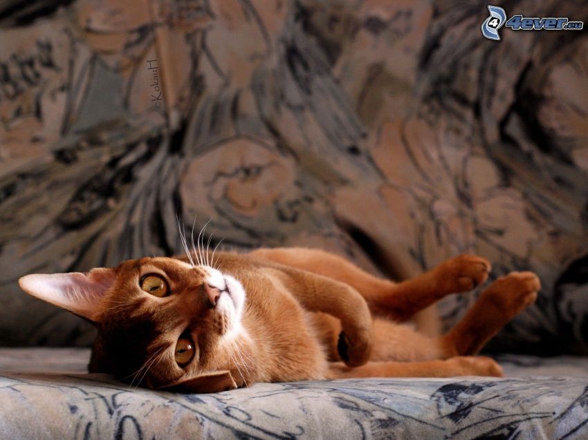 abesínska mačka, hnedá mačka