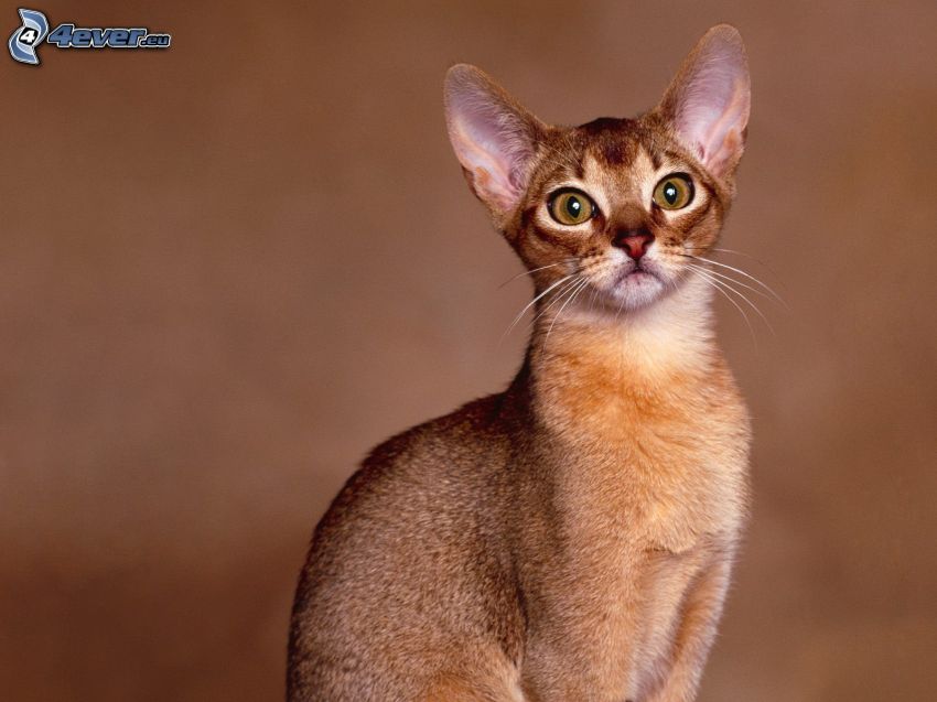 abesínska mačka