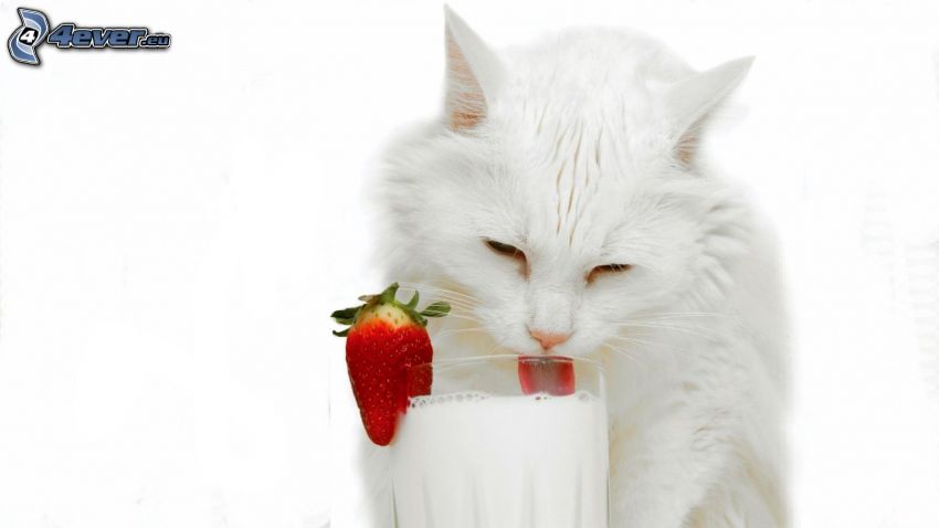 biela mačka, mlieko, kokteil, jahoda