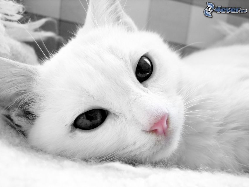 biela mačka