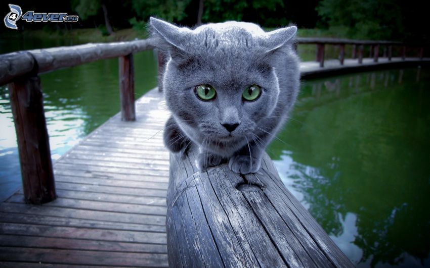 britská mačka, drevený most