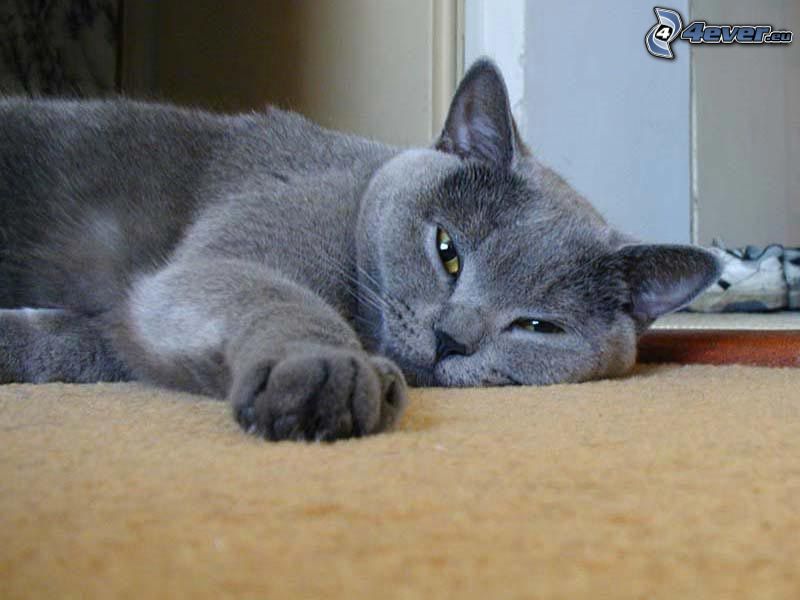 britská mačka, koberec, leňošenie