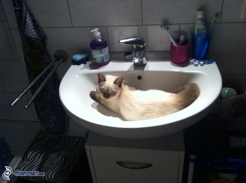 britská mačka, relax, umývadlo